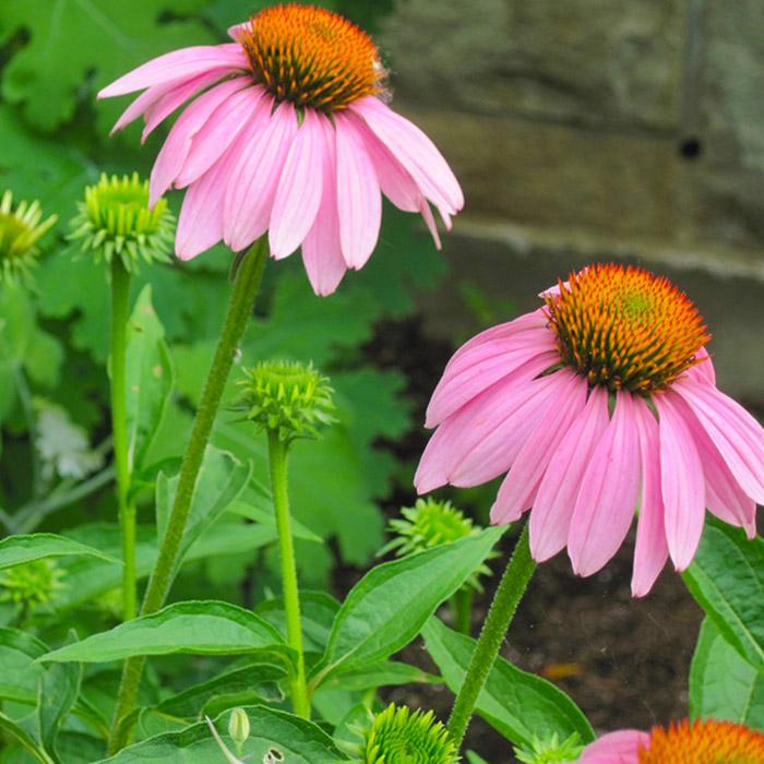 Echinacea Purpurea is a good immune booster and would add beauty to any survival garden.
