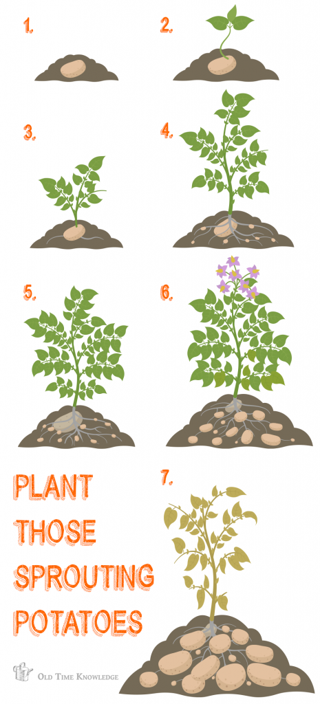 Plant sprouting potatoes