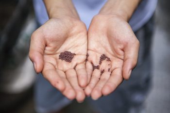 Hands holding some seeds (Photo by Joshua Lanzarini, Unsplash)